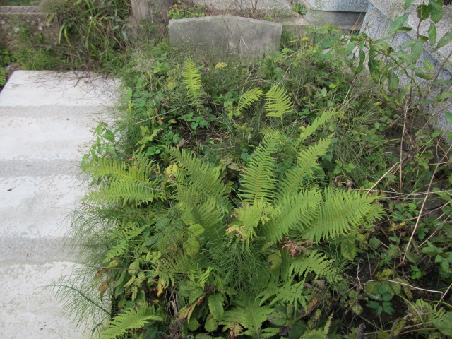 Grób Apolonia Zarzycka